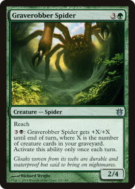 Graverobber Spider